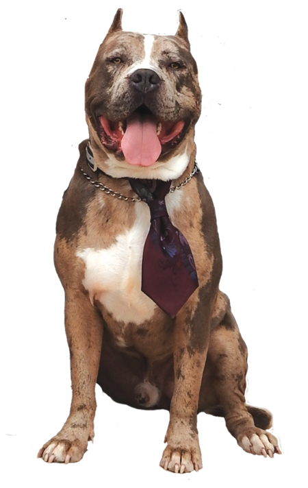 Entry image for Ares. Clicking this image will show a larger photo