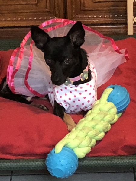 Entry image for Ballerina Jill. Clicking this image will show a larger photo