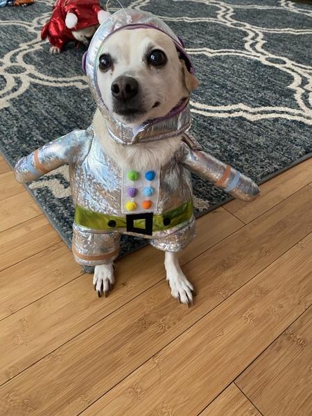 Entry image for Gunner the space traveler . Clicking this image will show a larger photo