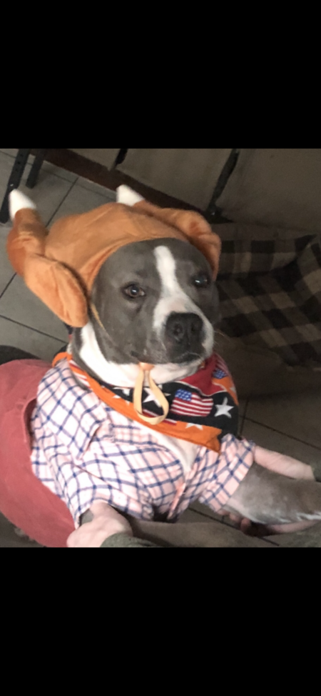 Entry image for Giving Thanks to my new Family...Mazie Moo. Clicking this image will show a larger photo