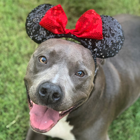 Entry image for Penny Mouse. Clicking this image will show a larger photo