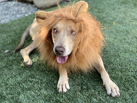 Entry image for Little Big Mac the Lion . Clicking this image will show a larger photo