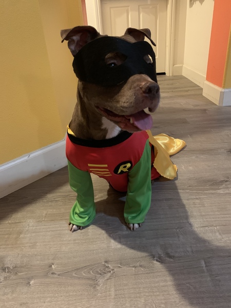 Entry image for My trusty sidekick Robin, aka Hei Hei :). Clicking this image will show a larger photo