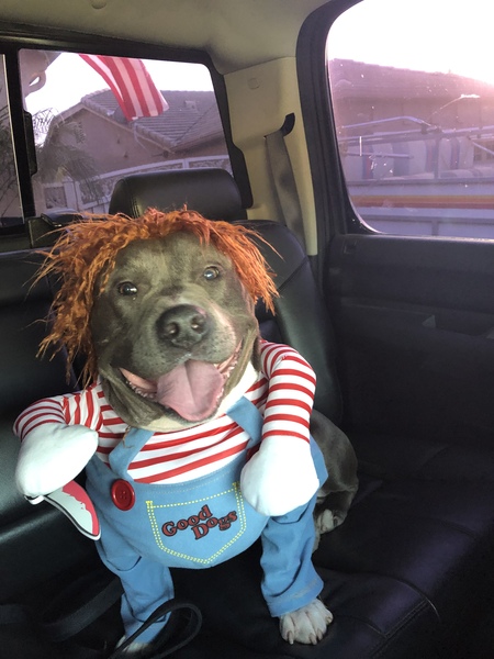 Entry image for Franky doll . Clicking this image will show a larger photo