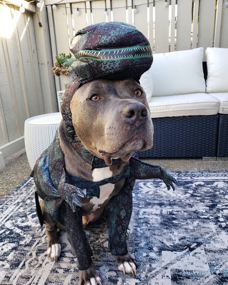 Entry image for Staffasaurus-rex. Clicking this image will show a larger photo