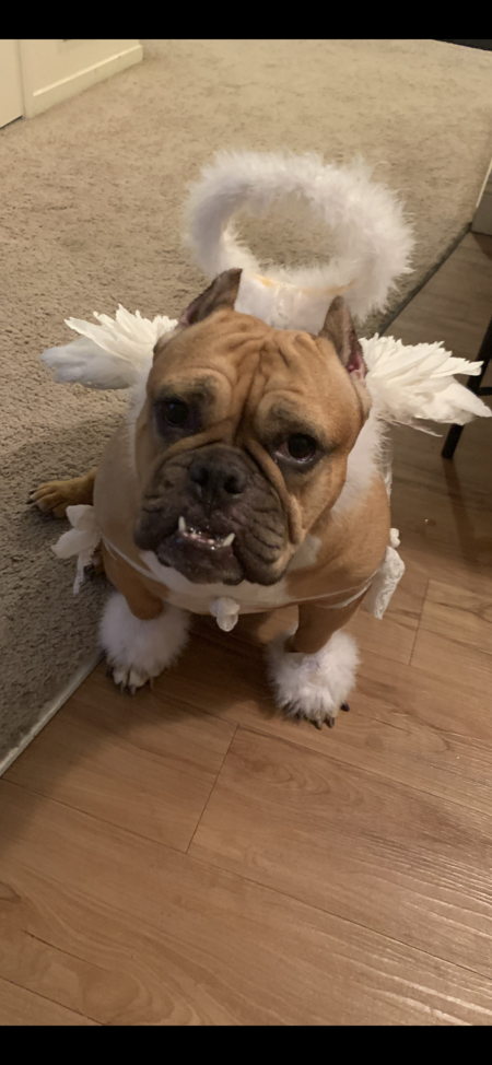 Entry image for Earth Angel . Clicking this image will show a larger photo