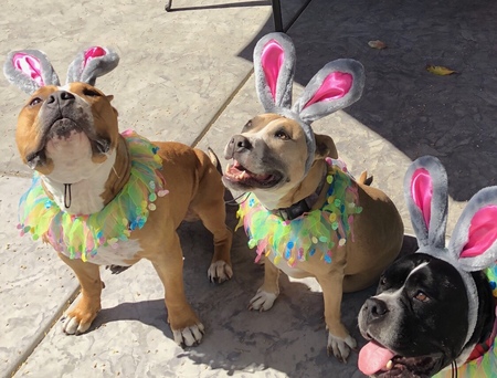 Entry image for Three best friends that anybody could have . Clicking this image will show a larger photo