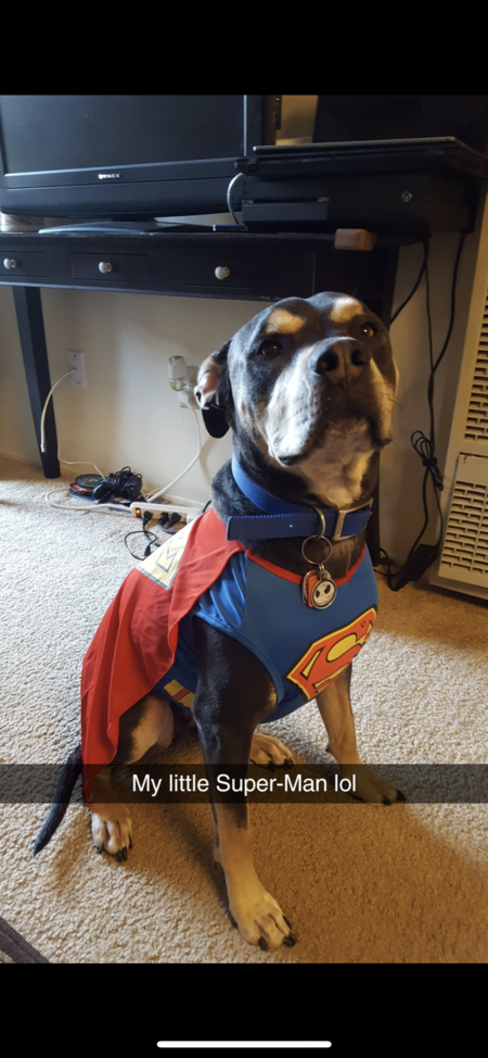 Entry image for SuperDog Jack. Clicking this image will show a larger photo