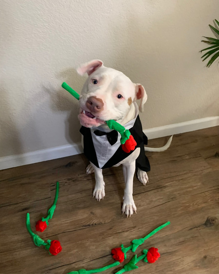 Entry image for Will you accept Otis’s rose? . Clicking this image will show a larger photo