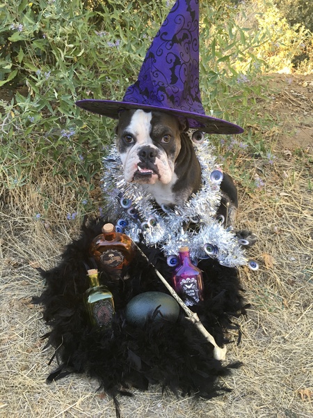 Entry image for Hocus Pocus. Clicking this image will show a larger photo