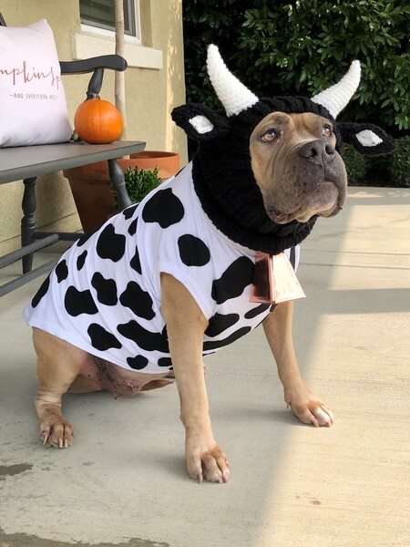 Sophie - I feel udder-ly ridiculous!