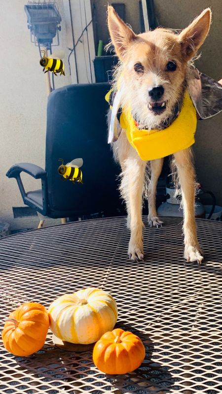 Entry image for Honeybee Night. Clicking this image will show a larger photo