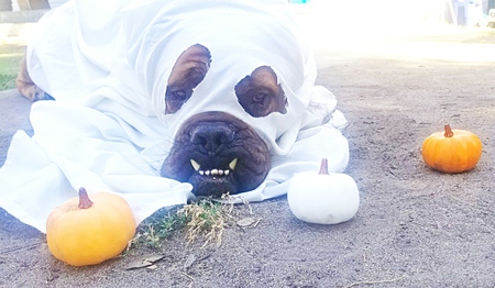 Entry image for Trick Or Teeth . Clicking this image will show a larger photo