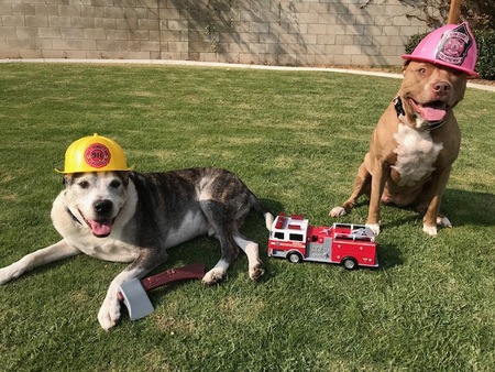 Entry image for Fire Pups!. Clicking this image will show a larger photo