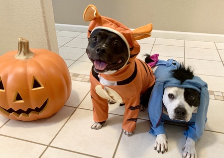 Entry image for Tigger and Eeyore. Clicking this image will show a larger photo