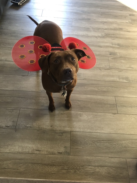 Entry image for Nala the scary bug . Clicking this image will show a larger photo