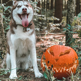 Entry image for Maya