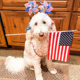 Entry image for Kali