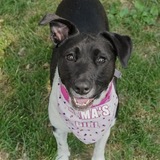 Entry image for Oreo