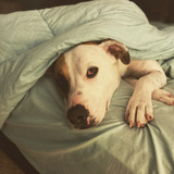 Entry image for Finn 