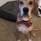 Entry image for Hart