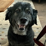 Entry image for Scout