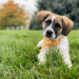 Entry image for Summit