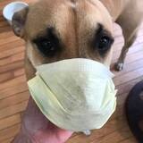 Entry image for Bronson