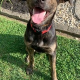 Entry image for Bodhi