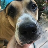 Entry image for Bronson