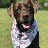 Entry image for Bailey