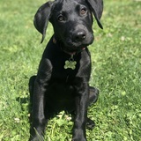 Entry image for Boomer