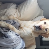 Entry image for HOWIE