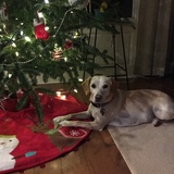 Entry image for Melo