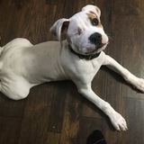 Entry image for Simon