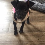 Entry image for Trixi