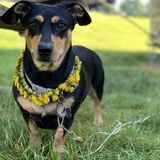 Entry image for Dixie