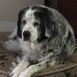 Entry image for Sadie Mae