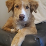 Entry image for Felix