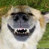 Entry image for Biscuit