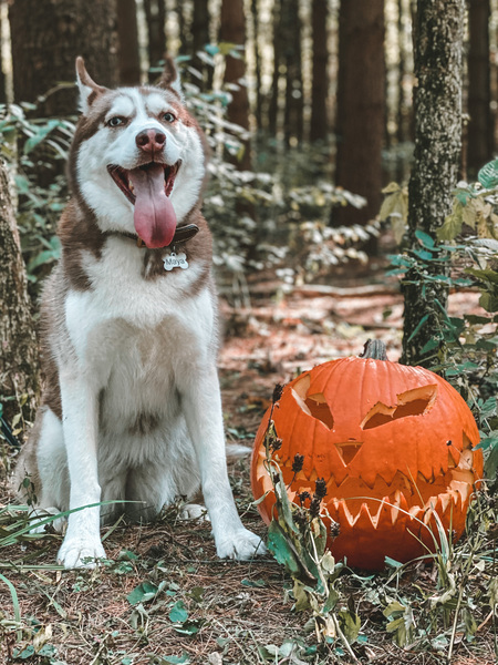 Entry image for Maya. Clicking this image will show a larger photo