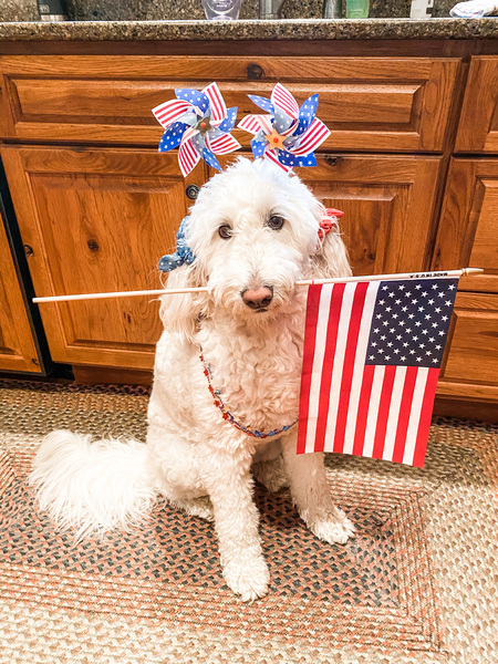 Entry image for Kali. Clicking this image will show a larger photo