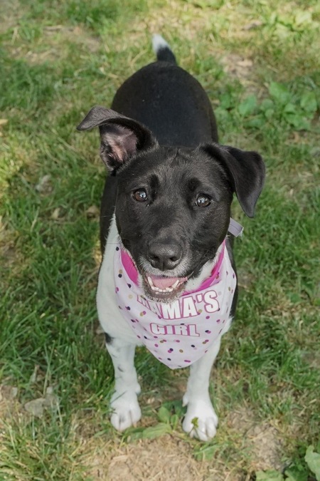 Entry image for Oreo. Clicking this image will show a larger photo