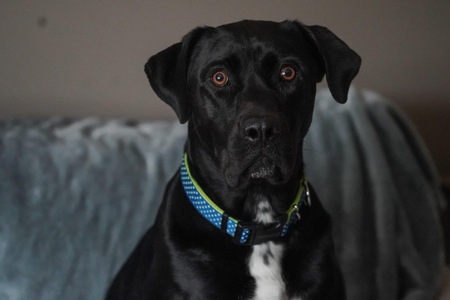 Entry image for Max. Clicking this image will show a larger photo