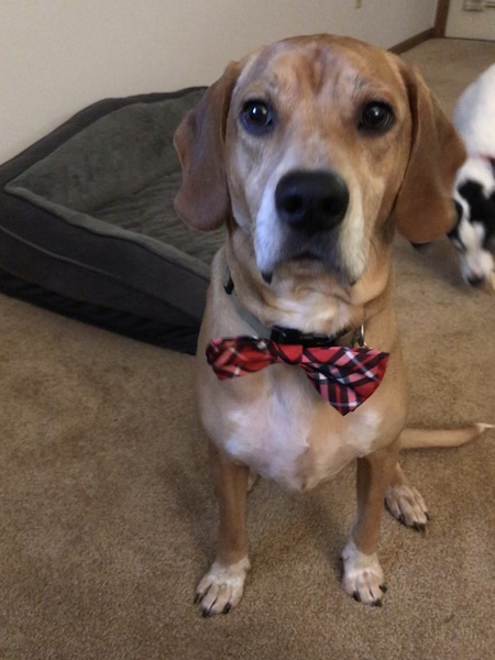 Entry image for Hart. Clicking this image will show a larger photo