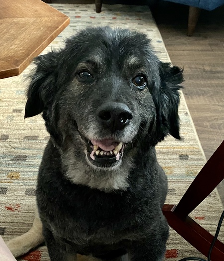 Entry image for Scout. Clicking this image will show a larger photo