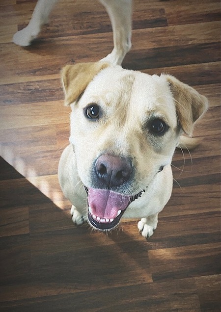 Entry image for Cali. Clicking this image will show a larger photo