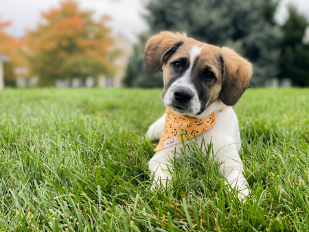 Entry image for Summit. Clicking this image will show a larger photo