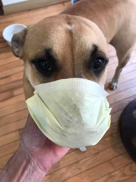 Entry image for Bronson. Clicking this image will show a larger photo