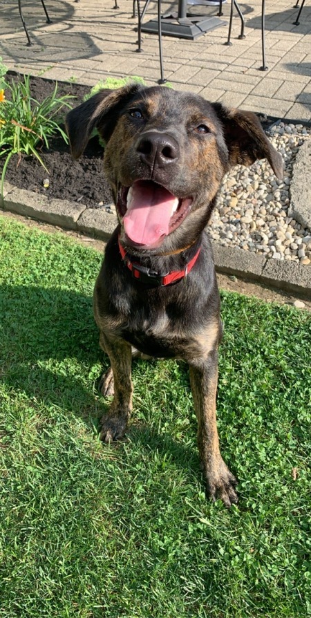 Entry image for Bodhi. Clicking this image will show a larger photo